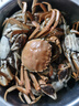 【活蟹】（網(wǎng)兜蟹）盤(pán)錦河蟹牌盤(pán)錦河蟹稻田蟹河蟹大閘蟹鮮活螃蟹 全母蟹丨0.9-1.2兩*10只 曬單實(shí)拍圖