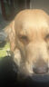 網(wǎng)易嚴(yán)選犬糧全價凍干三拼雞肉狗糧幼犬成犬小型中大型犬10kg【寵物金選】 曬單實拍圖