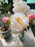 芍藥牡丹仿真花束2頭高檔餐桌家居裝飾花藝擺件攝影道具高級感 白色牡丹芍藥~可水洗 3支 曬單實(shí)拍圖