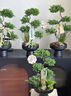 芙洛拉花園【兩小時(shí)達】五層塔松盆栽送導師青松綠植喬遷之喜開(kāi)業(yè)中秋節禮物 學(xué)術(shù)長(cháng)青【精致造景五層塔松盆景】 送導師推薦 曬單實(shí)拍圖