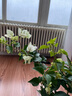 三角梅盆栽帶花劍樹(shù)苗室內陽(yáng)臺重瓣飄枝垂絲老樁四季開(kāi)花爬藤花卉 【帶花發(fā)貨 收到即賞】綠櫻老樁大苗 45-50cm左右（原盆帶土發(fā)貨） 曬單實(shí)拍圖