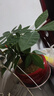 發(fā)財樹(shù)盆栽大植物室內辦公室桌面客廳小盆景招財樹(shù)苗綠植花卉盆栽 三桿發(fā)財樹(shù) 5-8cm【隨機紫砂盆】 【送肥料】 曬單實(shí)拍圖