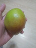 山西玉露香梨新鮮當季水果現(xiàn)摘正宗脆冠蘋果梨整箱紅酥甜青梨包郵 5斤【凈重4.5斤】 曬單實拍圖