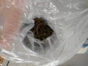 神農(nóng)金康腎精草100g 嗷嗷叫黃金草 野生長白山腎精茶化石草東北男士養(yǎng)生茶 曬單實拍圖
