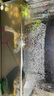 當貝智能生態(tài)魚(yú)缸1Ultra 一體缸自循環(huán)雙過(guò)濾AI托養懶人家用桌面魚(yú)缸 曬單實(shí)拍圖
