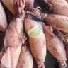 海兔子滿(mǎn)籽墨魚(yú)仔新鮮海兔鮮活帶籽筆管魚(yú)大烏賊籽烏魷魚(yú)海鮮水產(chǎn) 滿(mǎn)籽筆管魚(yú)1斤8-14只 1斤(凈重) 曬單實(shí)拍圖