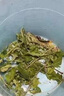 誘蜈蚣餌料【專(zhuān)誘】蜈蚣藥誘蜈蚣粉一噴蜈蚣瘋狂來(lái)抓蜈蚣專(zhuān)用神器 1瓶裝【蜈蚣瘋狂來(lái)】 曬單實(shí)拍圖