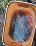 泡酒藥材鯽魚(yú)泡小米窩料誘餌中草藥小藥配方野釣鯉魚(yú)釣魚(yú)民間誘魚(yú) 28味中藥[野釣中藥] 泡酒1-2斤[小試牛刀] 曬單實(shí)拍圖