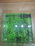 瘋狂水草（FKSC）水草種子水培綠植水草植物種子直接入缸魚(yú)缸造景水草籽種子大對葉 曬單實(shí)拍圖