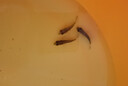 AIPHAROW泰國進(jìn)口羅漢苗熱帶觀(guān)賞魚(yú)活體鴻運泰金花紋紅德薩高爆頭率羅漢魚(yú) 精選羅漢套餐 曬單實(shí)拍圖