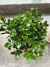 四季常青金魚(yú)花吊蘭盆栽室內綠植花卉多肉植物發(fā)財樹(shù)好養易活客廳 金魚(yú)吊蘭【整盆20-30顆】原盆土 曬單實(shí)拍圖