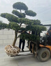 迎客松造型羅漢松盆景地景大苗別墅庭院盆栽老樁大型植物庭院好養 造型羅漢松2公分左右 原土發(fā)貨 曬單實(shí)拍圖
