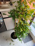 植男植女幸福樹造型綠寶盆栽真綠植客廳室內(nèi)大型綠植辦公喬遷新居源頭直發(fā) 曬單實拍圖