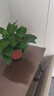 綠有意綠蘿盆栽室內(nèi)植物花卉綠植水培長(zhǎng)藤垂吊大葉綠籮新房家用吸除甲醛 120原盆儲(chǔ)水綠蘿10盆+壺+10肥 帶盆帶土發(fā)貨 曬單實(shí)拍圖