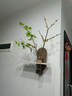 中古風(fēng)電視背景墻掛畫(huà)水培綠植餐廳墻裝飾畫(huà)復古高級感立體砂巖畫(huà) 雅園如夢(mèng) 40*35cm 雙層立體砂巖畫(huà)（送玻璃花瓶+仿真綠植） 曬單實(shí)拍圖