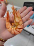 北海灣 九節(jié)蝦干 特大即食烤蝦干大對蝦干斑節(jié)蝦干海產(chǎn)干貨風干A2大烤蝦 九節(jié)蝦干【約55只】凈重250g 曬單實拍圖