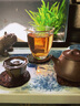 正山堂 金駿眉紅茶  2025新茶 武夷山桐木關(guān)特級茶葉小罐裝中秋送禮禮品 30g 曬單實(shí)拍圖