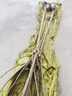 自建別墅美化玉蘭花樹(shù)苗帶花苞庭院四季好養白紫玉蘭花盆栽花卉 精選白玉蘭（5公分粗）大土球 曬單實(shí)拍圖