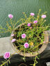 特價(jià)重瓣混色太陽(yáng)花苗帶根盆栽苗四季開(kāi)花陽(yáng)臺大花植物帶花苞庭院 超值精選：11-12株重瓣大花【6-10色】 農場(chǎng)直發(fā)【精選帶根】+爆花肥 曬單實(shí)拍圖