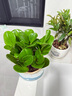 靜黛軒大盆碧玉盆栽豆瓣綠多肉植物室內桌面綠植凈化空氣四季常青好養活 特A級大盆碧玉（藍色流釉盆） 無(wú)規格 曬單實(shí)拍圖