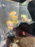 招財糖果魚(yú)斑馬魚(yú)天使魚(yú)孔雀魚(yú)觀(guān)賞魚(yú)群游魚(yú)小型熱帶淡水好養耐活 天使魚(yú)3-4cm10條含2條防損 曬單實(shí)拍圖