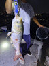 GW新品龍雲PLUS臺釣竿手桿28調龍云碳素超輕超硬輕量大綜合釣魚(yú)竿 7.2m 龍雲PLUS 曬單實(shí)拍圖