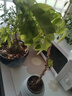 雅花匠黃花梨盆栽室內外陽(yáng)臺客廳綠植好養活四季植物香枝樹(shù)老樁盆景樹(shù)苗 造型黃花梨【景德鎮刷白瓷盆】+“好事發(fā)生”吊牌 帶盆栽好 曬單實(shí)拍圖