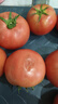 京鮮生沙瓤粉西紅柿 凈重3斤 單果100g+果菜兩吃 源頭直發(fā) 【搜生鮮館】 曬單實(shí)拍圖
