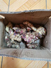 農多鮮 云南小黃姜 新鮮蔬菜現挖現發(fā)調味料火鍋食材 產(chǎn)地直供 優(yōu)選小黃姜2斤 云南小黃姜 曬單實(shí)拍圖