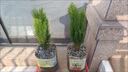 灑金柏扁柏側柏盆栽盆景庭院陽(yáng)臺室內外種植易活好養花卉四季常青 黃金柏1顆高度20-30cm【不含盆 帶土球發(fā)貨】 曬單實(shí)拍圖