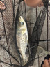 沃鼎王者神劍三代釣魚(yú)竿碳纖維超輕鯽魚(yú)竿大物竿魚(yú)桿臺釣竿7.2米 6.5H 曬單實(shí)拍圖