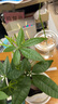 開(kāi)時(shí)果 茉莉花盆栽濃香型 桌面綠植物陽(yáng)臺(tái)花卉樹(shù)苗盆景擺件源頭直發(fā)包郵 精品茉莉花3-6株【加侖盆】 曬單實(shí)拍圖