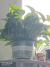 雙盟綠蘿盆栽除甲醛花卉綠植辦公室新房?jì)艋諝?80加侖2盆裝源頭直發(fā) 曬單實(shí)拍圖