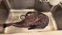 沢素灣舟山小眼釣帶魚(yú) 雷達網(wǎng)無(wú)骨粒東海油帶魚(yú)大號刀魚(yú)送禮盒 舟山小眼帶魚(yú)4條（8兩-1斤/條） 鮮凍帶魚(yú) 曬單實(shí)拍圖