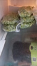 【真空包裝】手工現剝新鮮毛豆仁高蛋白農家種植超嫩去皮毛豆 精選優(yōu)質(zhì)毛豆粒 2斤裝 曬單實(shí)拍圖