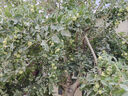 安爾雅簡(jiǎn)易鞋架多層家用門(mén)口創(chuàng  )意Z型鞋架子多層防塵鞋柜 格布款4層小號 曬單實(shí)拍圖