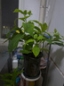 繡球花苗無盡夏帶花苞四季開花繡球花盆栽庭院好養(yǎng)花卉植物室內(nèi)花 無盡夏【大花繡球-無盡星河】 中苗【當(dāng)年開花】原盆寬15cm高30cm冠25cm 曬單實(shí)拍圖