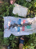 大口鯰魚苗冷水鯰魚苗南方大口鯰土鯰魚苗兇猛路亞量二須鯰魚 大口鯰魚苗8-10厘米 300條 +32只防損 曬單實拍圖