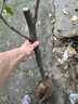 特大棗樹(shù)苗沾化冬棗樹(shù)苗棗樹(shù)樹(shù)苗南北方種植當年結果盆栽地栽果樹(shù) 【4公分左右粗】備注品種高一米6 曬單實(shí)拍圖