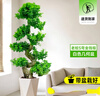 嘆為觀止大型盆栽金錢榕百合竹金錢樹發(fā)財樹清香木辦公室內(nèi)落地款中型植物 老樁S彎搖錢樹1.4-1.6米【幾何】 含盆 曬單實拍圖