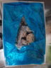 鮮京采 厄瓜多爾白蝦 凈重3斤/盒 特大號20-30規格   30-45只/盒 曬單實(shí)拍圖