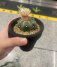 星兜實生仙人球名貴多肉植物開花黃金兜辦公桌幼兒園小盆栽 星兜+D129 曬單實拍圖