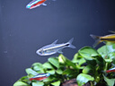 AMTRA TECHNIK德國安彩壁掛過(guò)濾器ex350小型魚(yú)缸過(guò)濾器烏龜缸壁掛式凈水 EX300 標準版【內含濾材】原350C 曬單實(shí)拍圖
