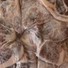 懷仁羔羊 羊前腿塊4.2斤  燉肉火鍋食材 帶肉羊棒骨 源頭直發(fā) 【1袋】羔羊原切羊前腿塊4.2斤 曬單實(shí)拍圖