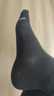 一只魚(yú)襪子男士10A級抗菌防臭春夏季運動(dòng)襪中筒長(cháng)襪休閑棉襪開(kāi)學(xué)季 曬單實(shí)拍圖