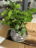 開(kāi)時(shí)果 茉莉花盆栽濃香型 桌面綠植物陽(yáng)臺花卉樹(shù)苗盆景擺件源頭直發(fā)包郵 精品茉莉花5-10株【加侖盆】 曬單實(shí)拍圖