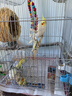 萬(wàn)寵匯 鳥(niǎo)活體虎皮鸚鵡籠養牡丹玄風(fēng)活鳥(niǎo)學(xué)說(shuō)話(huà)手養小太陽(yáng)鸚鵡和尚鸚鵡 玄風(fēng)2只公母備注+電鍍籠+糧1斤 曬單實(shí)拍圖