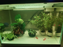 瘋狂水草坨草魚(yú)缸水草植物直接入缸真水草4棵魚(yú)缸造景套餐 源頭直發(fā)包郵 曬單實(shí)拍圖