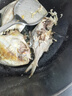 野生海捕銀鯧魚(yú)5條/斤新鮮冷凍批發(fā)海鮮水產(chǎn)白鯧魚(yú)一箱海魚(yú)扁平魚(yú) 野生海捕銀鯧魚(yú)500g/袋*3（15條） 曬單實(shí)拍圖