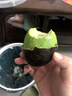 【哈斯牛油果】云南國產(chǎn)牛油果批發(fā)新鮮鱷梨寶寶輔食孕婦水果整箱 130-160g（哈斯牛油果） 15個(gè)【超性?xún)r(jià)比】 曬單實(shí)拍圖